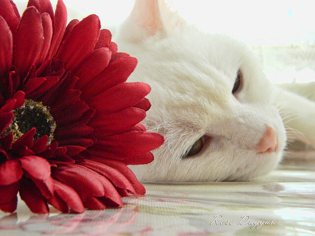 爱游戏内容中心-“智能裁判系统在中超首次应用，保障比赛公平公正”，人工智能足球裁判