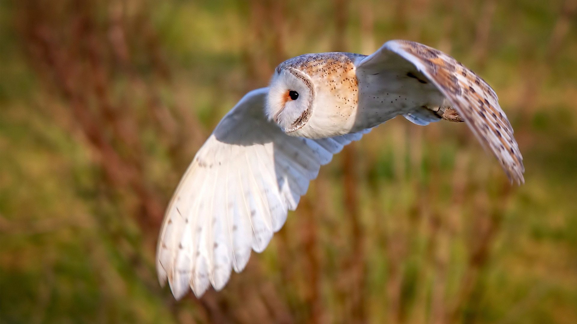 爱游戏智能平台-“法甲战场硝烟弥漫,豪门争夺激烈”,法甲有什么豪门