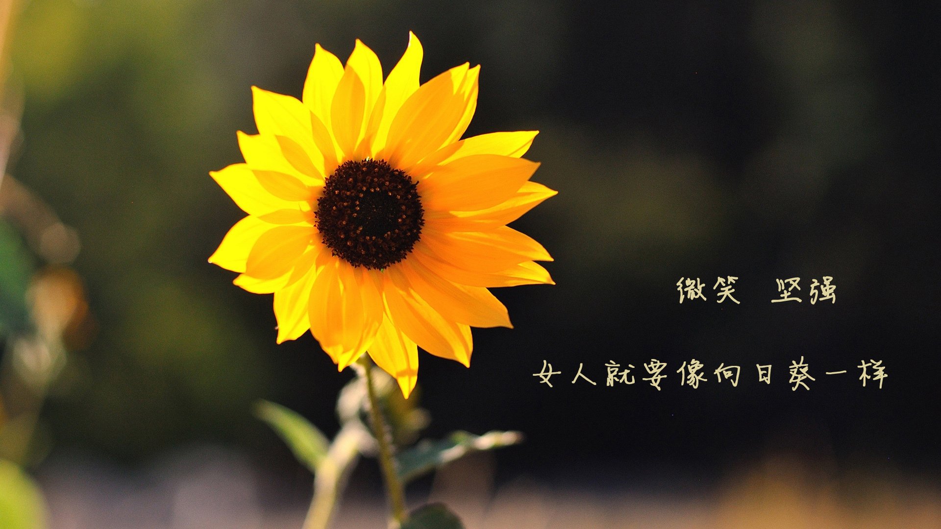 ayx爱游戏官网-“青训营地引进行业顶级仿真模拟系统,提升实战能力”,模拟训练营为什么进不去