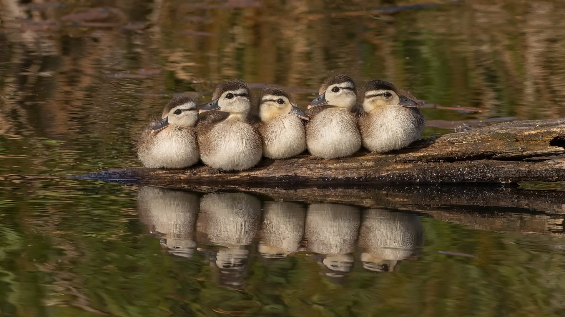 爱游戏体育在线-全国青少年“篮球科普推送”在微信平台上线,弘扬体育文化,篮球比赛微信公众号推送